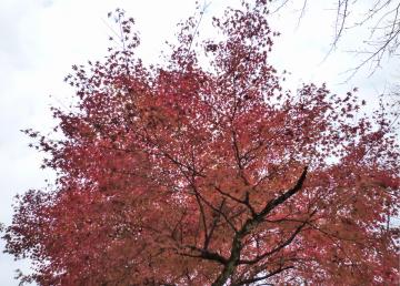 �{���̃��~�W