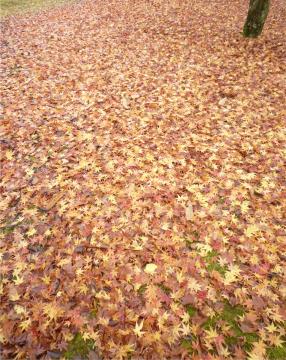 �{���̃��~�W