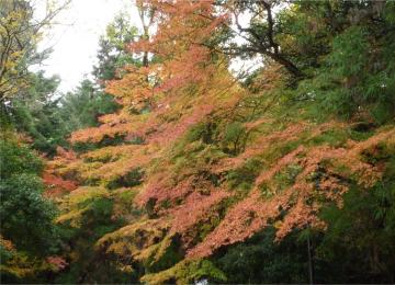 �{���̃��~�W