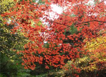 �{���̃��~�W