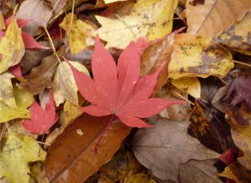 �{���̃��~�W