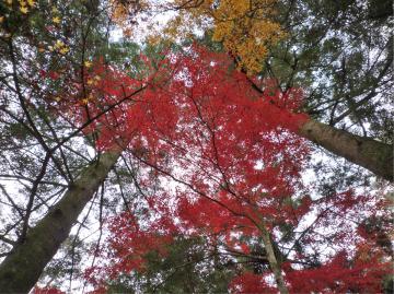 �{���̃��~�W