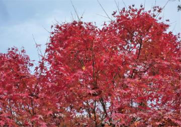 �{���̃��~�W