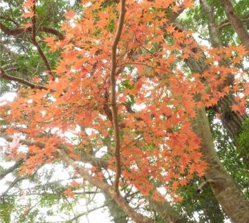 �{���̃��~�W