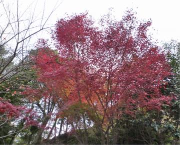 �{���̃��~�W