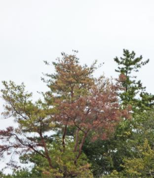 �{���̏��͂�