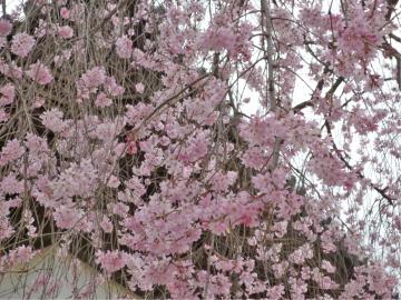 �����s�s�{���̍�