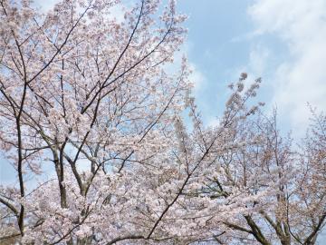 �����s�s�{���̍�