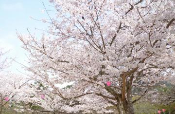 �����s�s�{���̍�