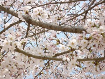 �����s�s�{���̍�