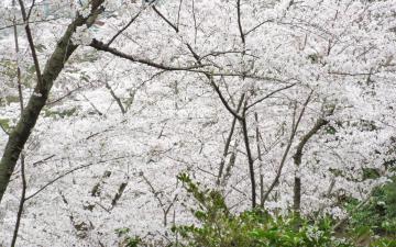 �����s�s�{���̍�