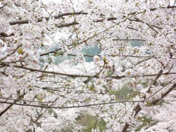 �����s�s�{���̍�