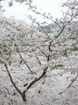 �����s�s�{���̍�