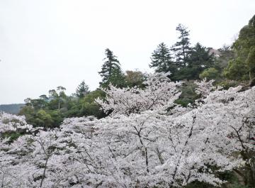 �����s�s�{���̍�