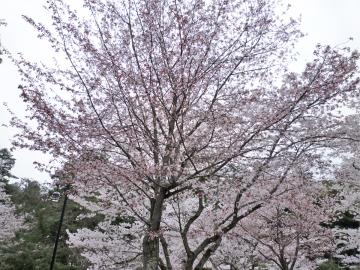 �����s�s�{���̍�