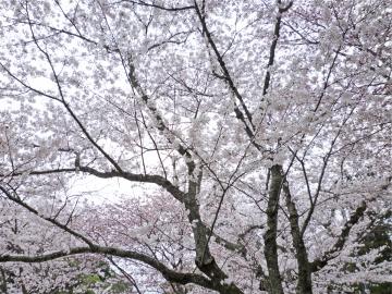 �����s�s�{���̍�