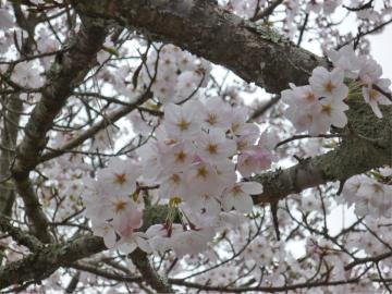 �����s�s�{���̍�