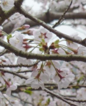 �����s�s�{���̍�