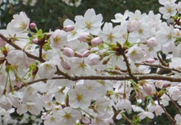 �����s�s�{���̍�