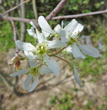 �W���[���x���[