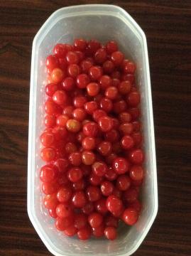 �T�N�����{