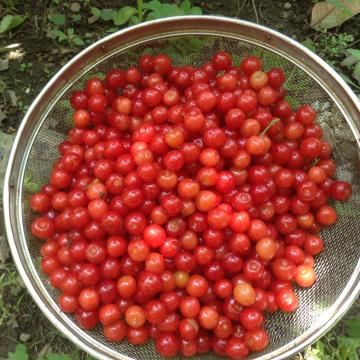 �T�N�����{