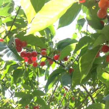 �T�N�����{