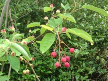 �W���[���x���[