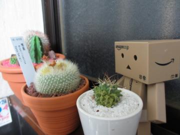 �_���{�[������Ă��܂�����