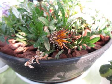 �������O�̂��ԒB�B