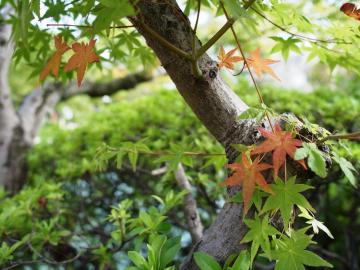 �_�򉑁@�g�t