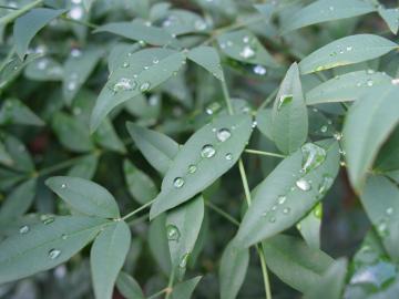 �i���e��