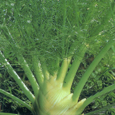 fennel1