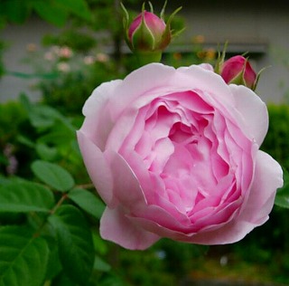 201009132