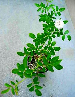 201009134