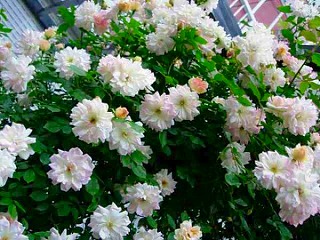 201009135