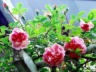 201009136