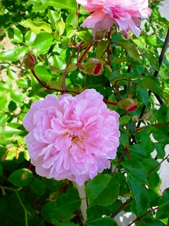 201009137