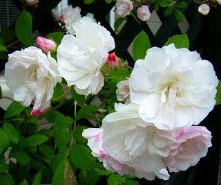 201009139