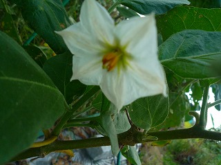201009144