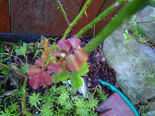 201009236