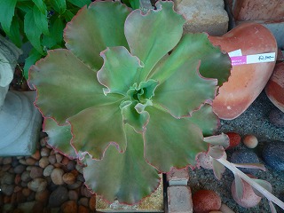 201009252