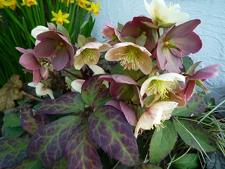 2011444