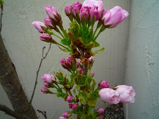 20114241