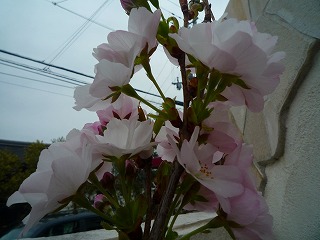 20114243