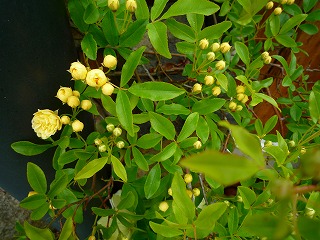 20114245