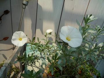 20115174