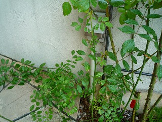 201105224