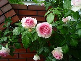 201106021