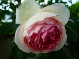 201106022